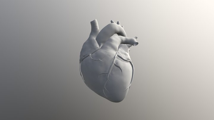 Srdce 3D Model
