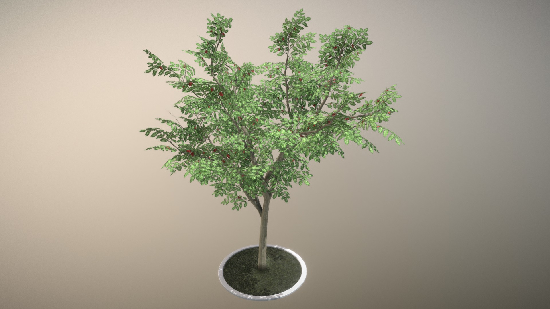 3D model Rowan Tree – Sorbus-Aucuparia – 12m – Summer - This is a 3D model of the Rowan Tree - Sorbus-Aucuparia - 12m - Summer. The 3D model is about a tree in a pot.