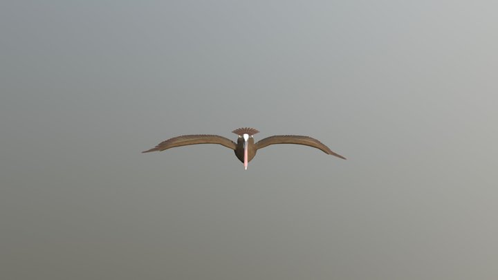 Pelicano 3D Model
