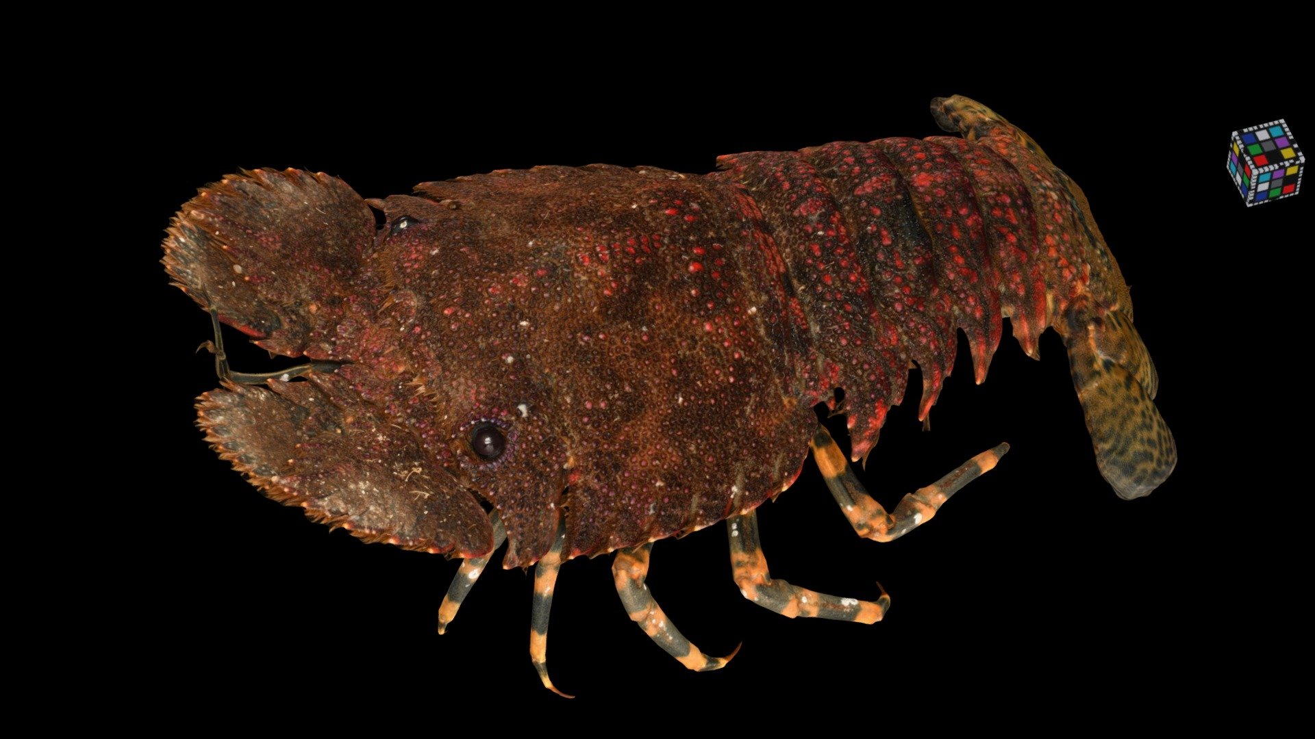 ゾウリエビ ♂ Mitten Lobster, Parribacus japonicus