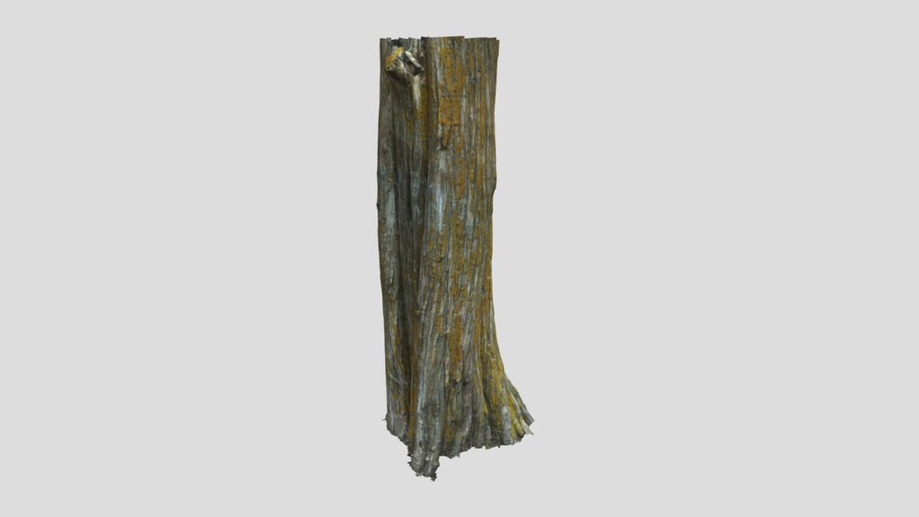 Cedar Tree Trunk 04
