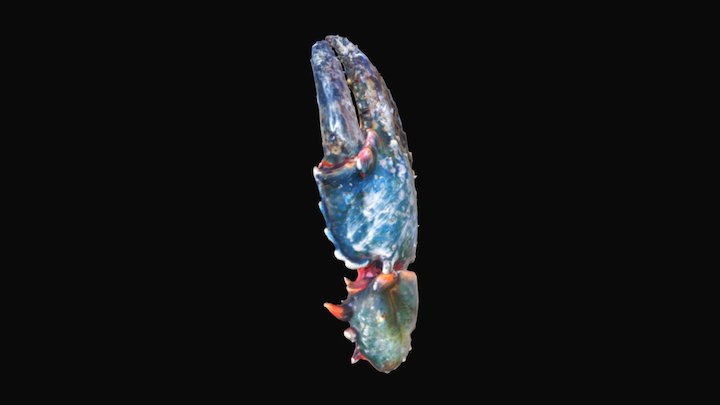Yabby Claw 01 3D Model