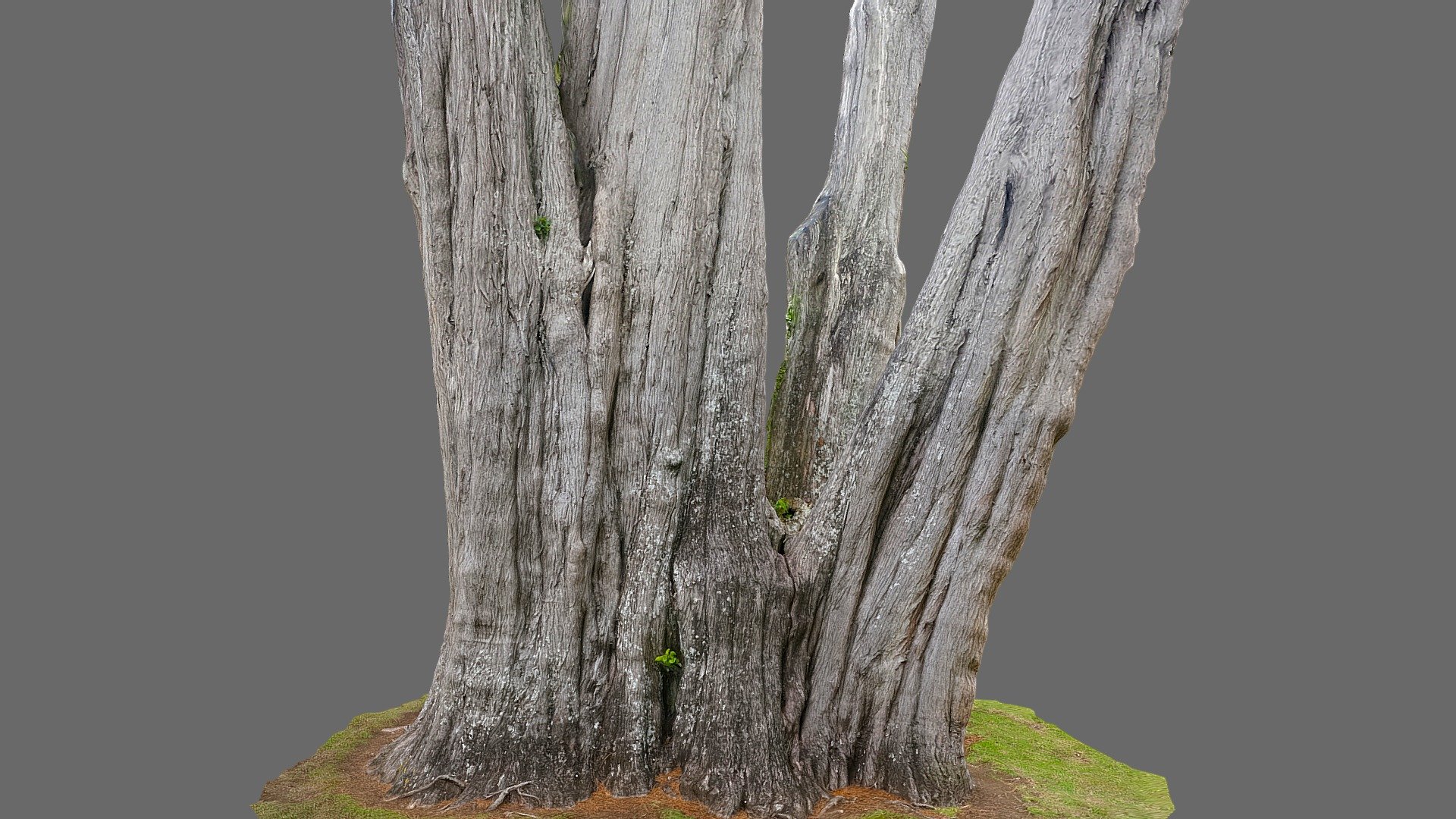 Macrocarpa tree 3