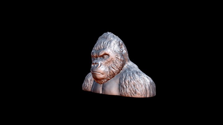 Detailed Gorilla bust 3D Model