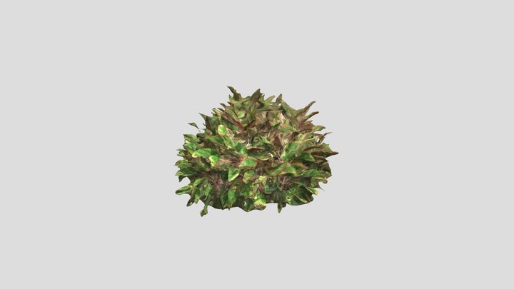 Crotos (Codiaeum variegatum) 3D Model
