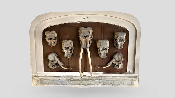 Day 295: Elephant skulls, Natl. Science Museum – Free 3D Model STL