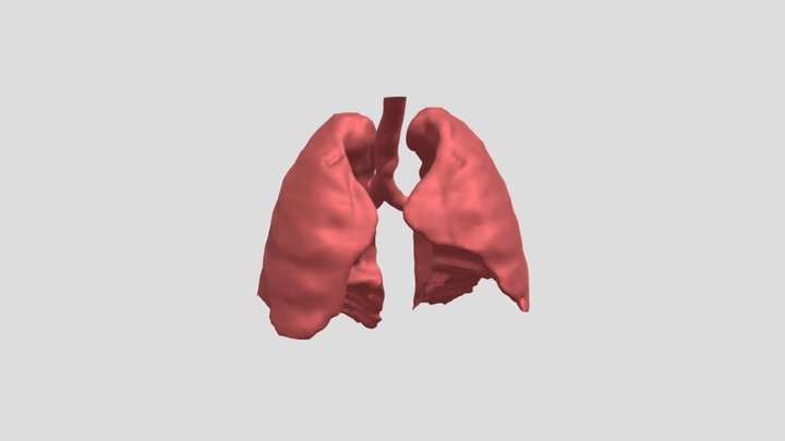 Red Healthy Lung 3D Model