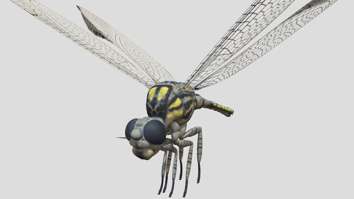 meganeura