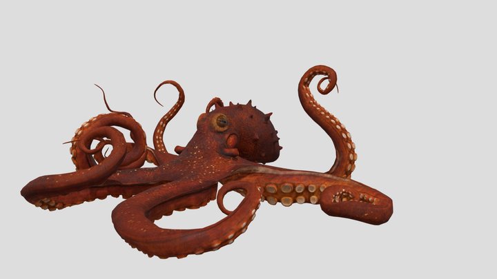 Octpus 3D Model