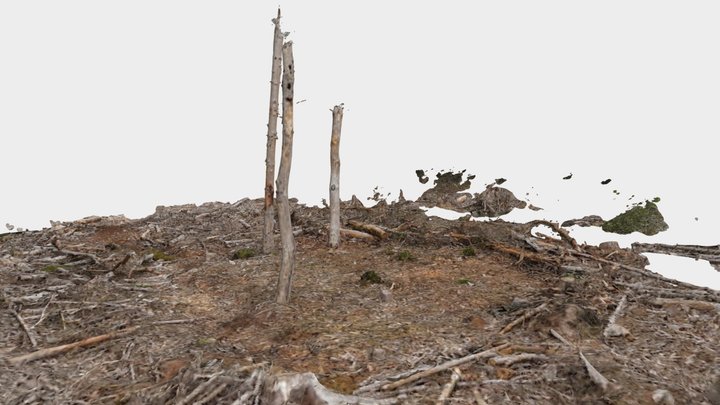 Three Trees / The Plot 3D Model