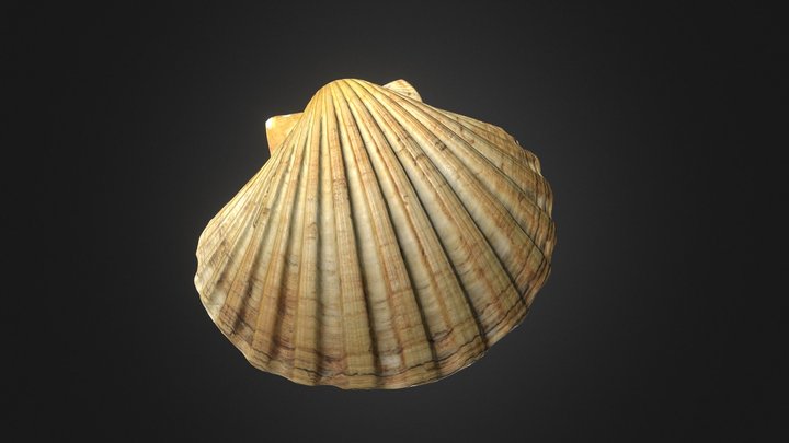 Mediterranean Scallop Shell 3D Model