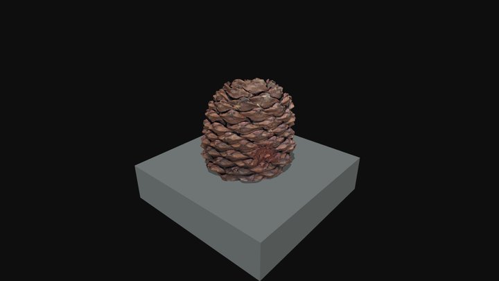 Araucaria bidwillii 3D Model
