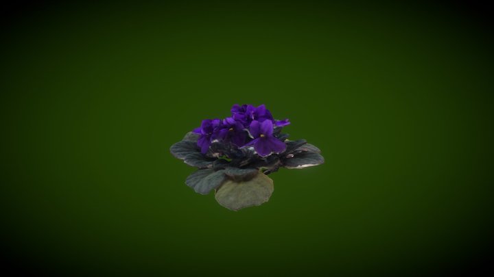 Violets 2 (RealityCapture) 3D Model