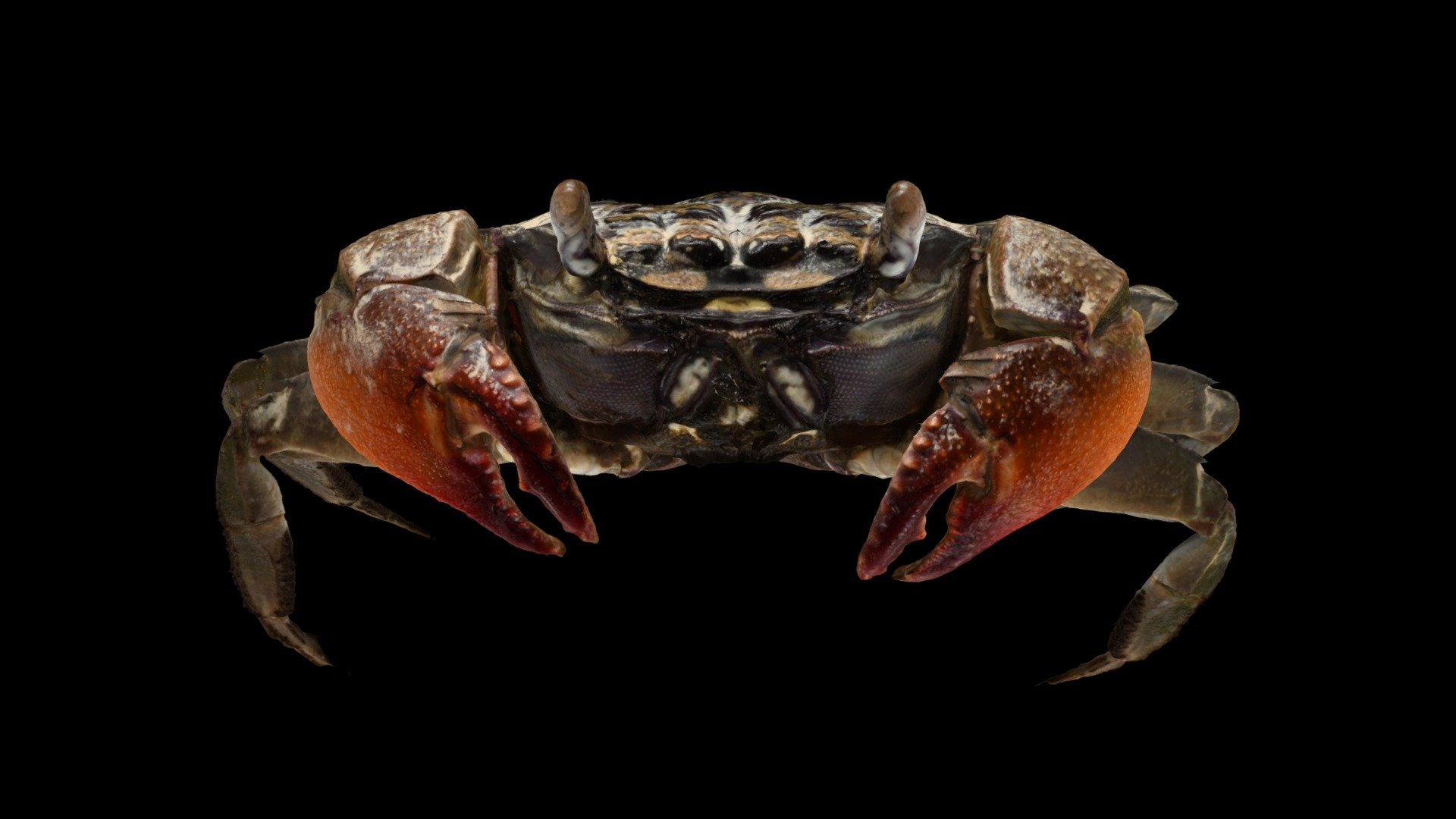 クシテガニ ♂ Mudflat Crab, Parasesarma affine