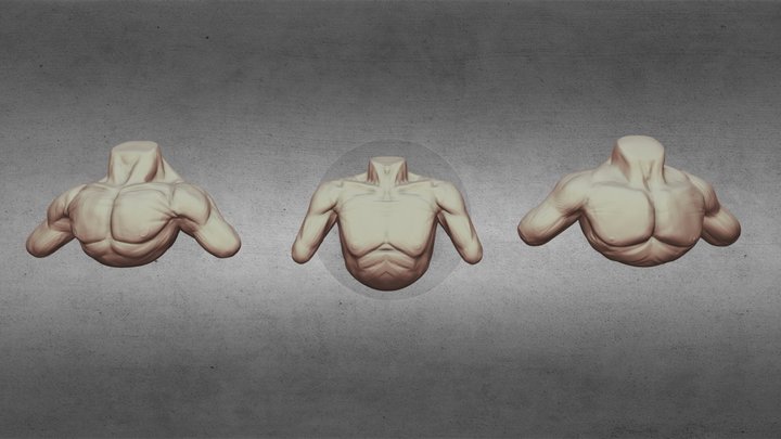 Upper torso/ Arm sketches 3D Model
