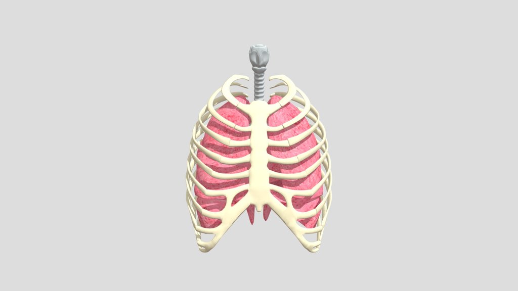 human-Lungs