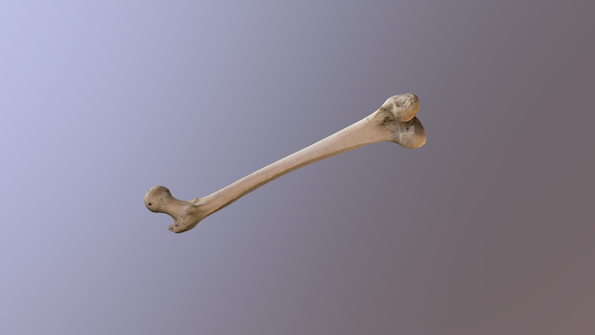 Human femur - 3D model by mginabreda [a09b290] - Sketchfab