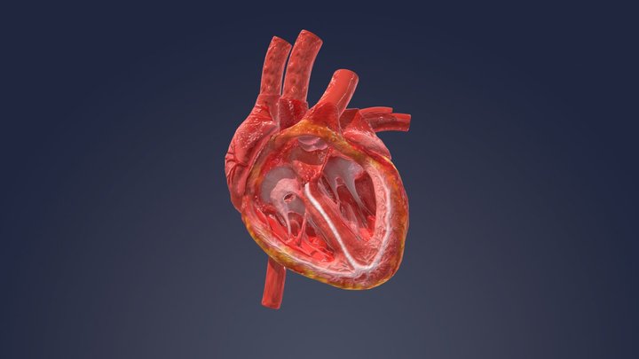 Working Heart 3D Model