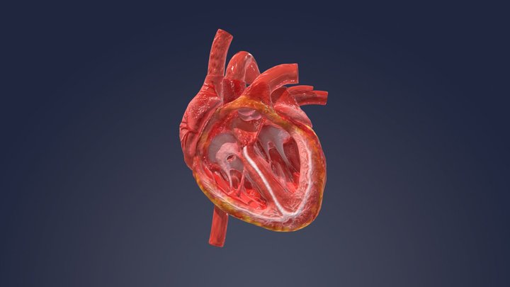 Working Heart 3D Model