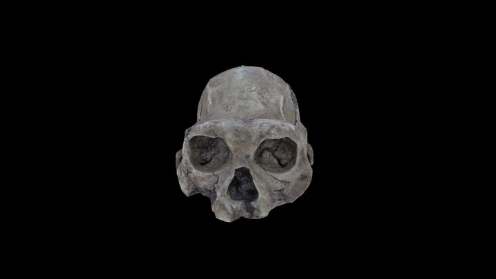 Dmanisi Individua 4 Homo erectus skull 3D Model