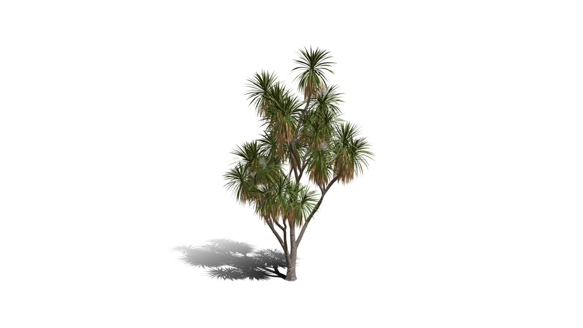 Realistic HD Cabbage tree (9/50) - Download Free 3D model by ...