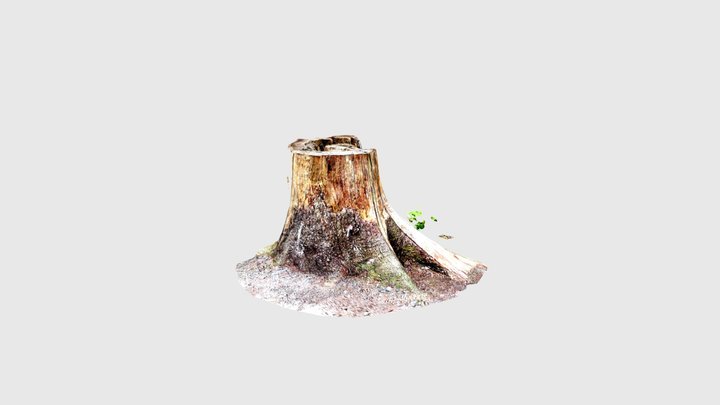 Trimmed Tree 3D Model