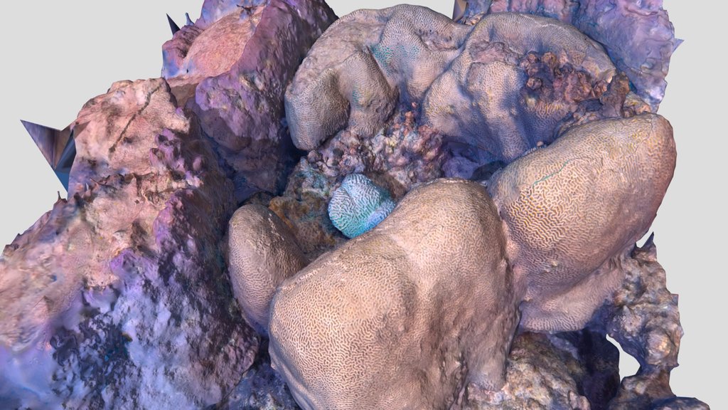 Brain Coral Reef fast scan