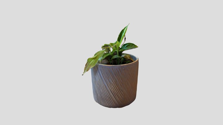 Potted House Plant 3D Model