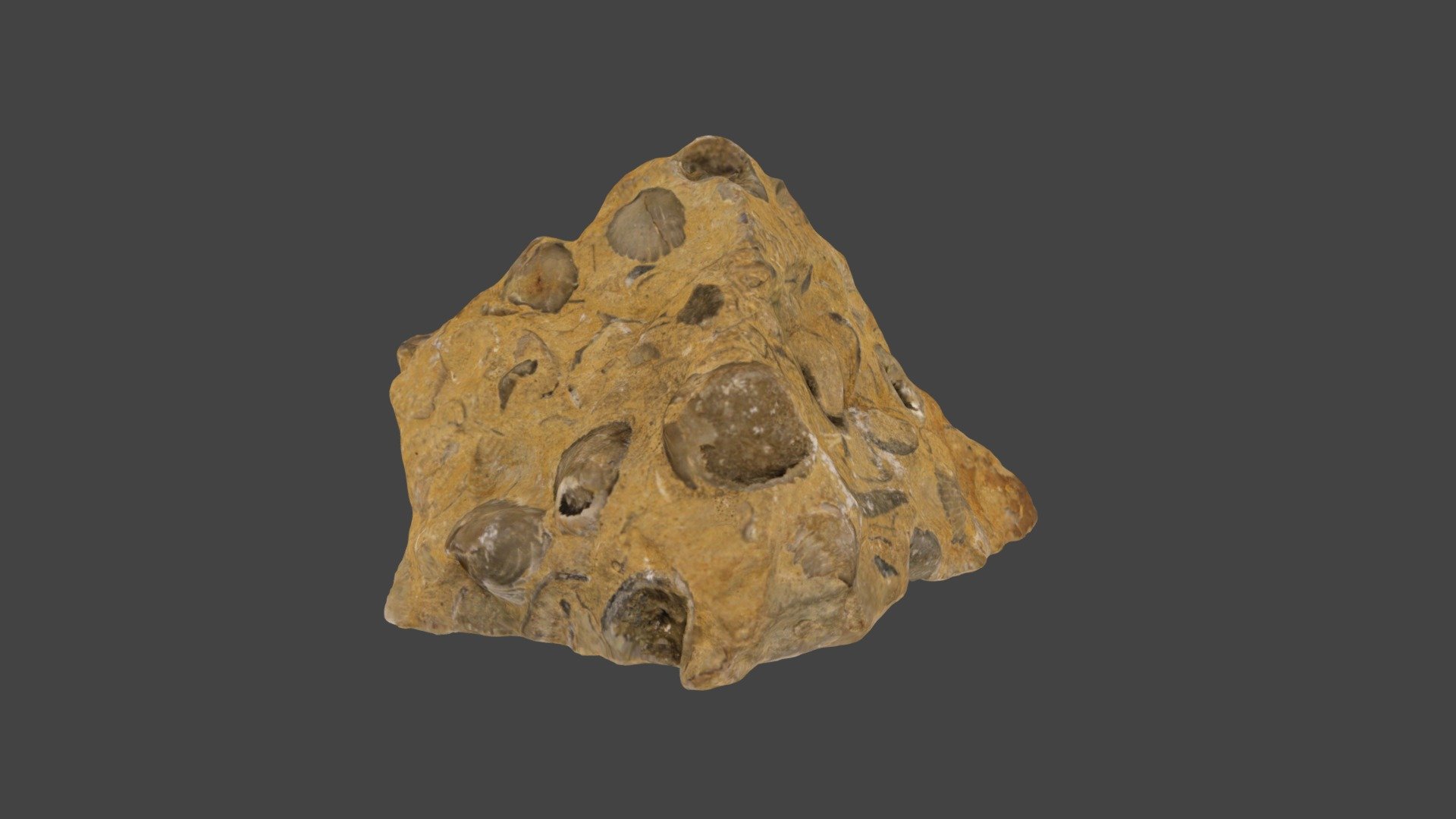 Calcaire bioclastique (roche carbonatée) 3D model by