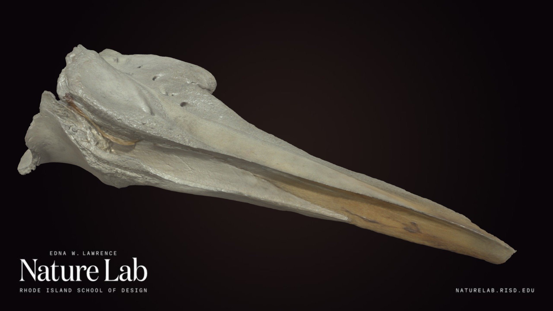 Porpoise Or Dolphin Skull Fragment
