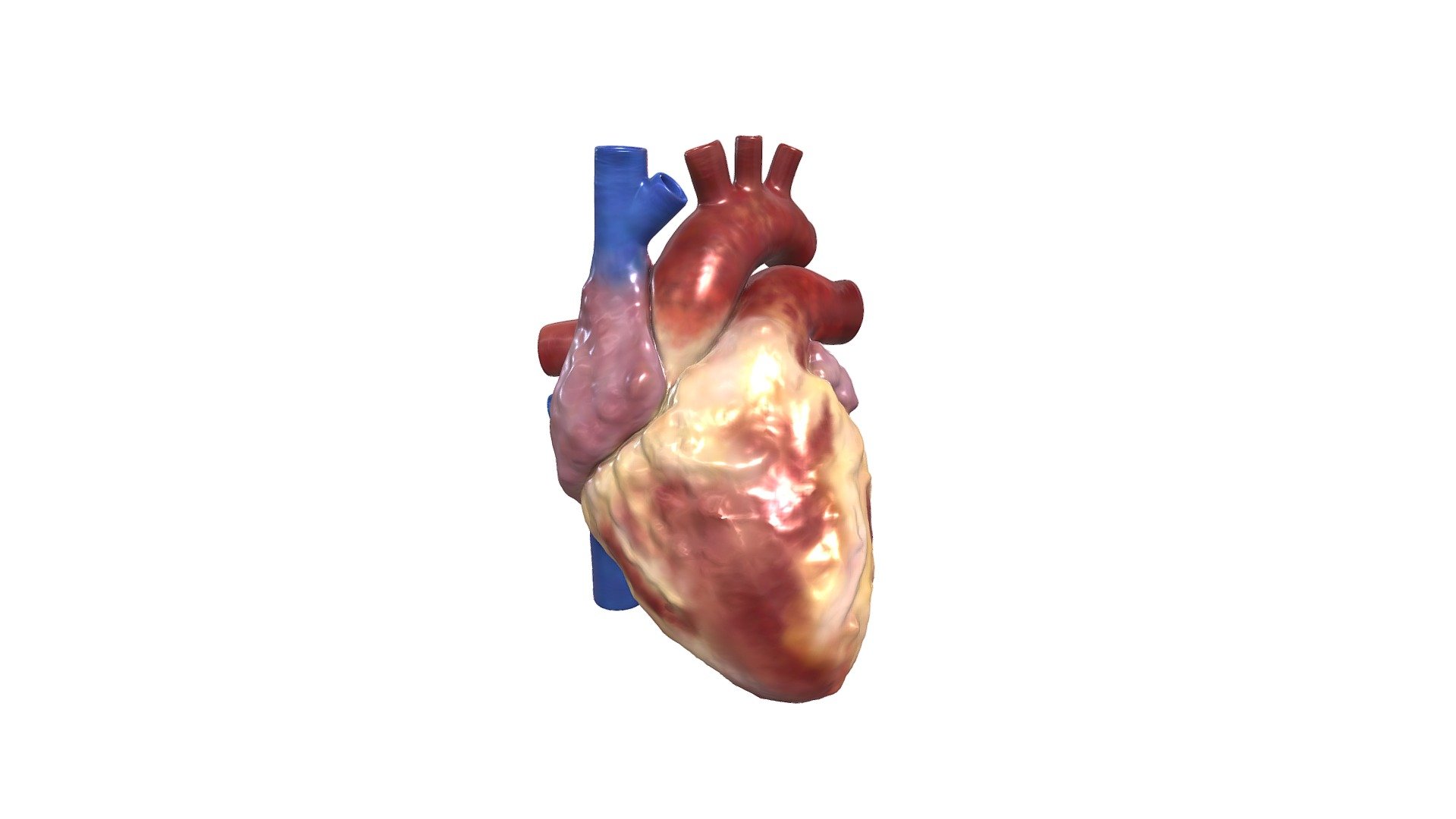 Sketchfab Human Heart 1 - 3D model by imiHCV [a0b07f1] - Sketchfab