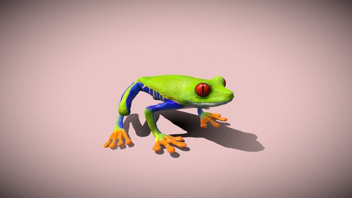 Red eyed tree frog 3D Model