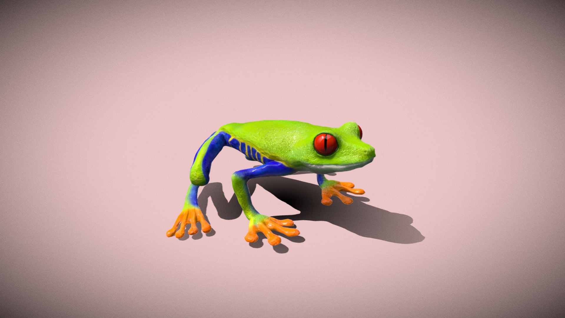 3D model Red eyed tree frog - This is a 3D model of the Red eyed tree frog. The 3D model is about a green frog on a white background.