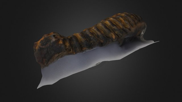 Trilobite Fossil 3D Model
