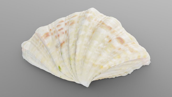 Bivalve Sea Shell 3D Model