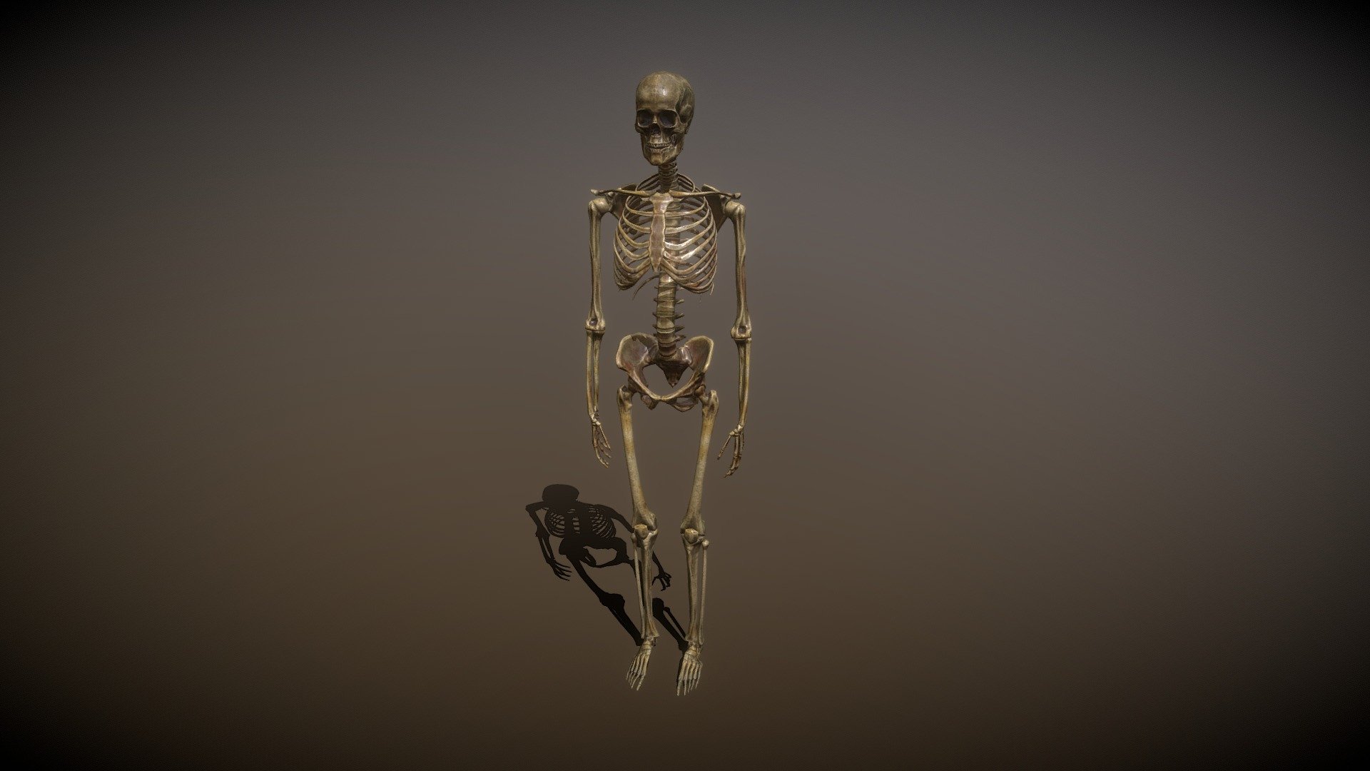 Skeleton - 3D Model By DJMaesen (@bumstrum) [a0b443b] - Sketchfab