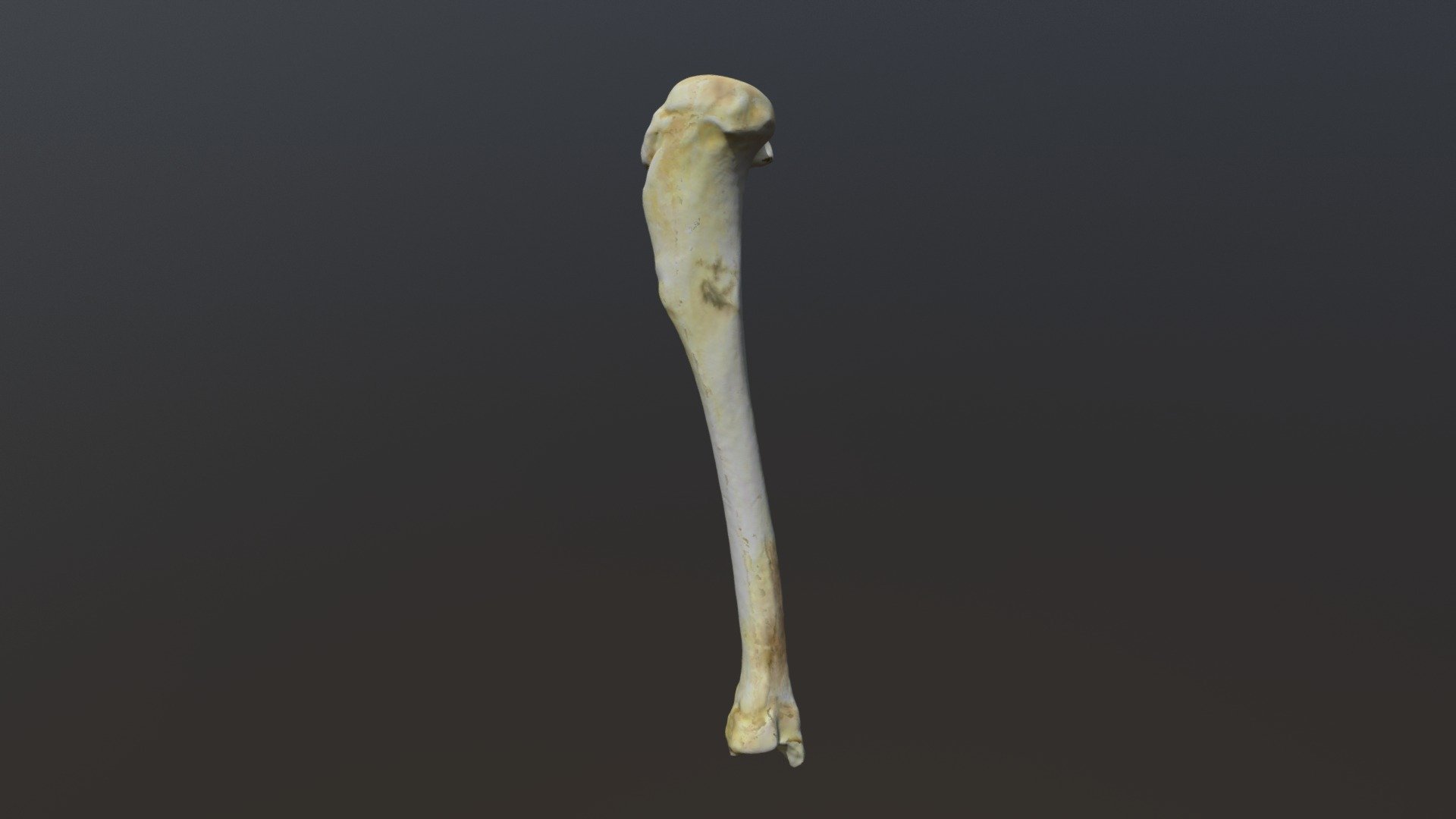 Guinea Pig Right Tibia (vcu 3d 3293) - Download Free 3d Model By 