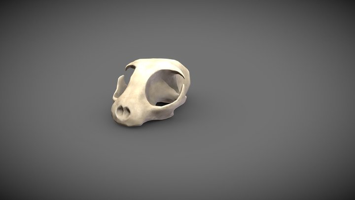 SM_CatSKull 3D Model