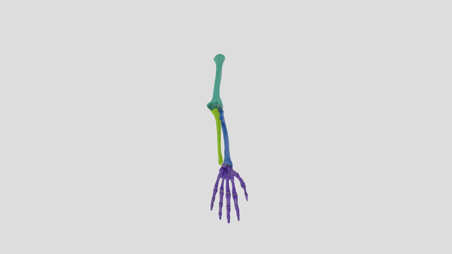 Tulang lengan 3d