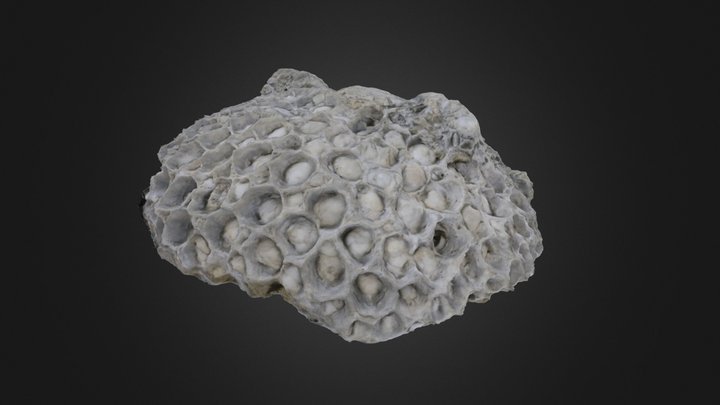 Pleurodictyum sp. (PRI 70773) – Modelo 3D gratuito STL