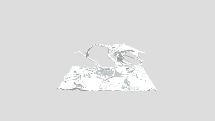 Bird-skeleton 3D Model