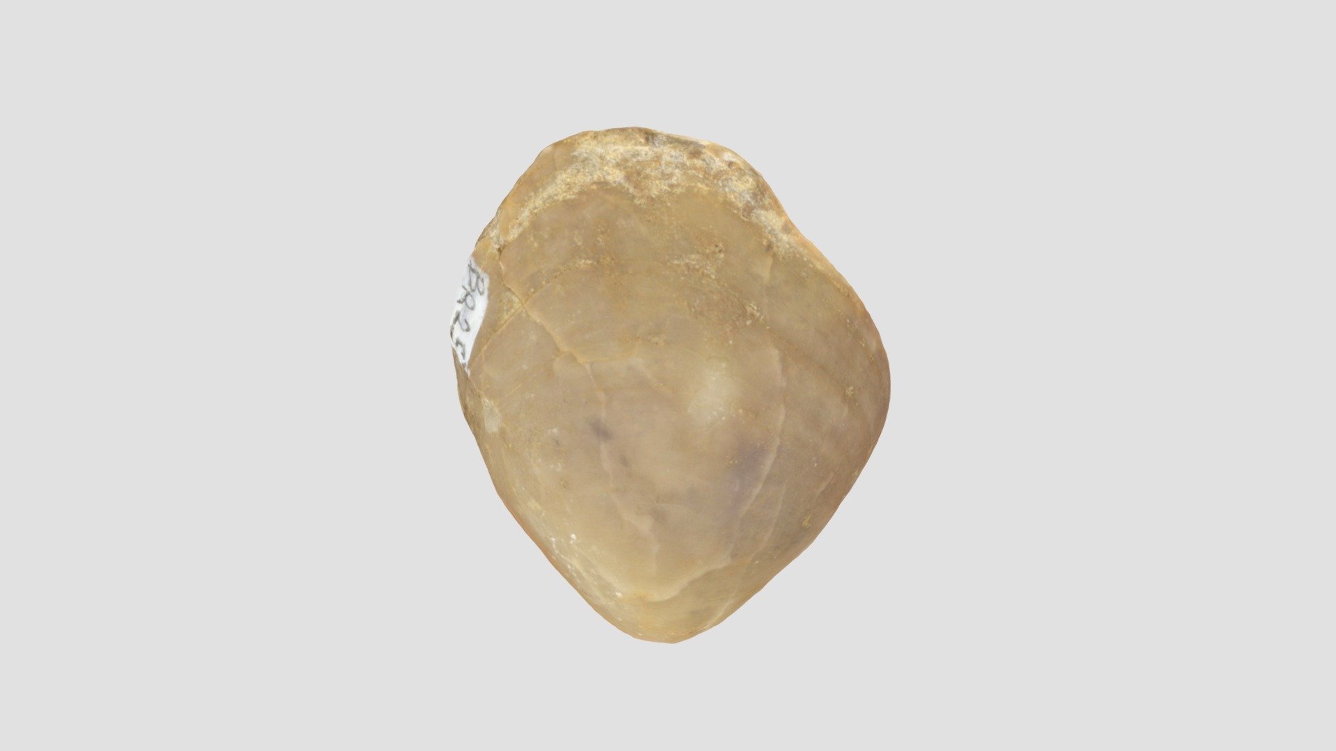 Terebratula