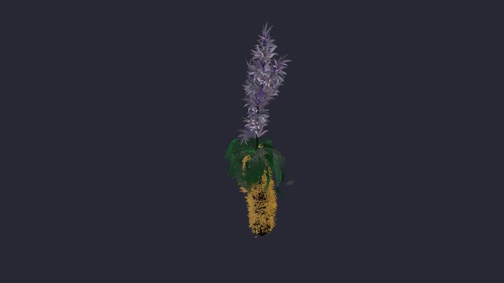 Hibiskos Palmea 3D Model