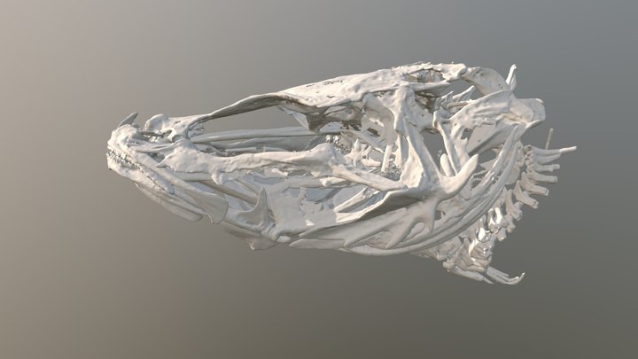 Asprocottus karjakovi "Minor" 3D Model