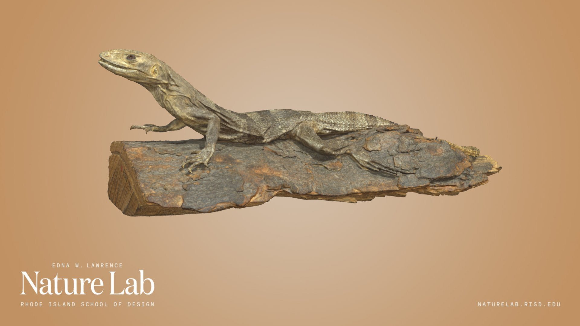 Spiny-tailed Iguana