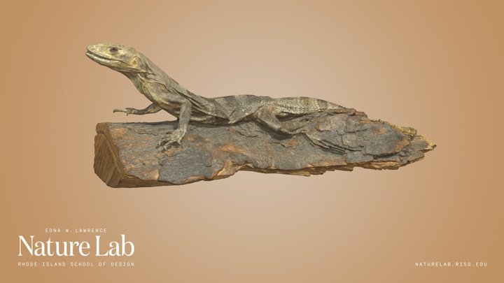 Spiny-tailed Iguana – Free 3D Model STL