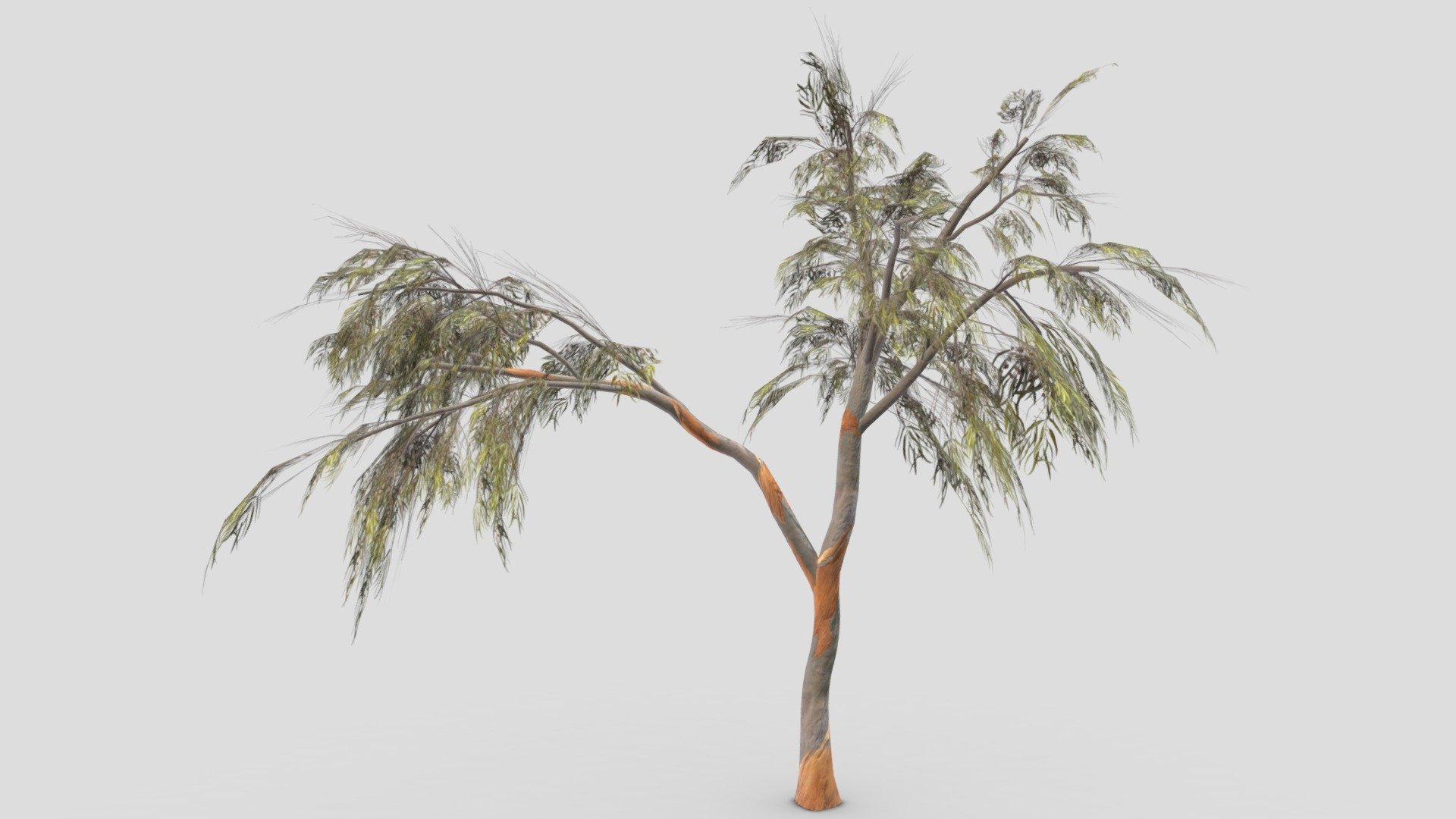 Eucalyptus Tree- 02 — Sketchfab embed 3D viewer