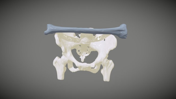 Pelvic Width vs Tibia Length 3D Model