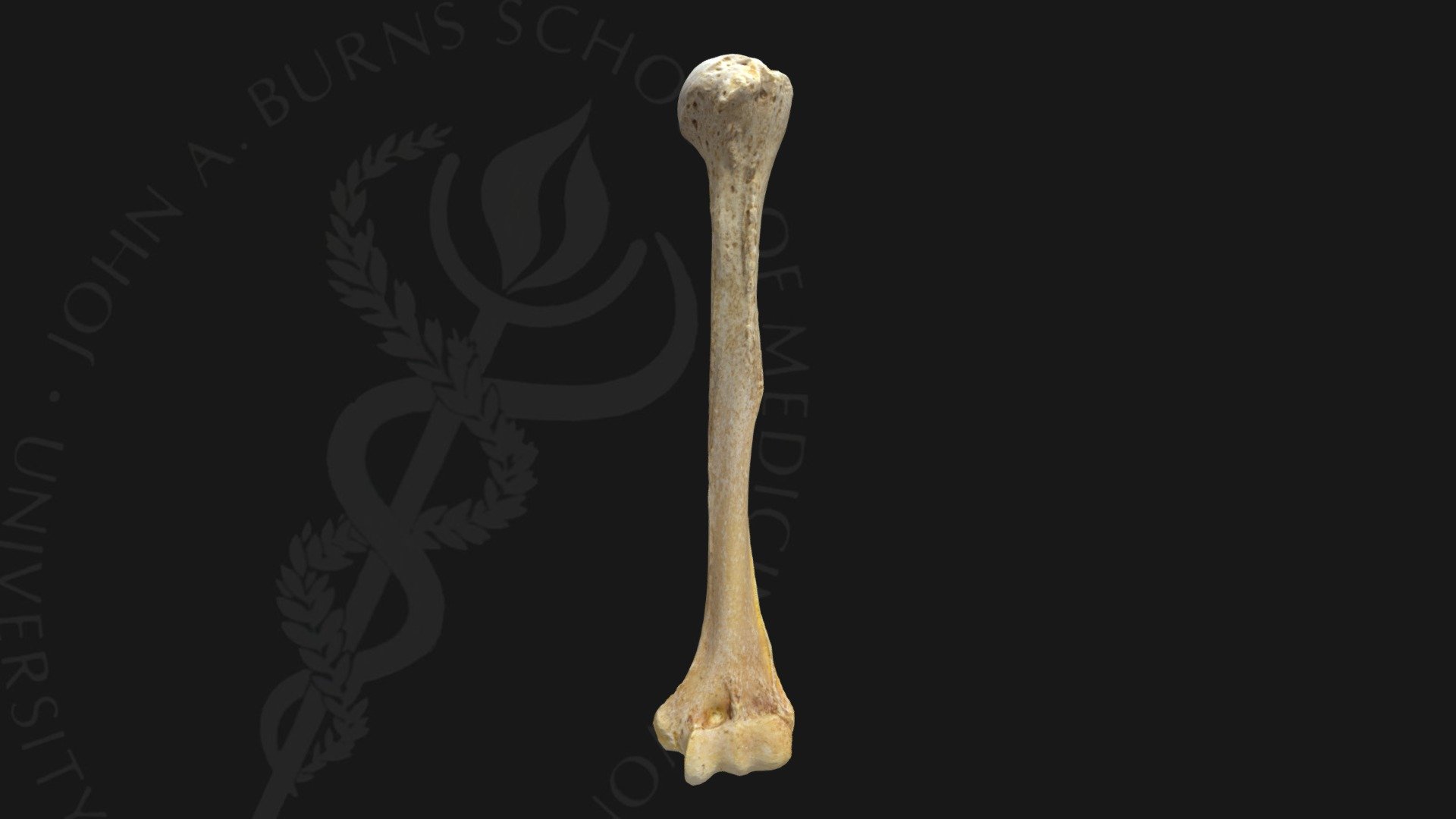 1867-L-Humerus - 3D model by John A Burns School of Medicine (@jabsom