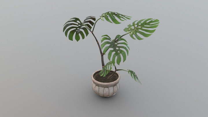 Potted Monstera Plant 3D Model